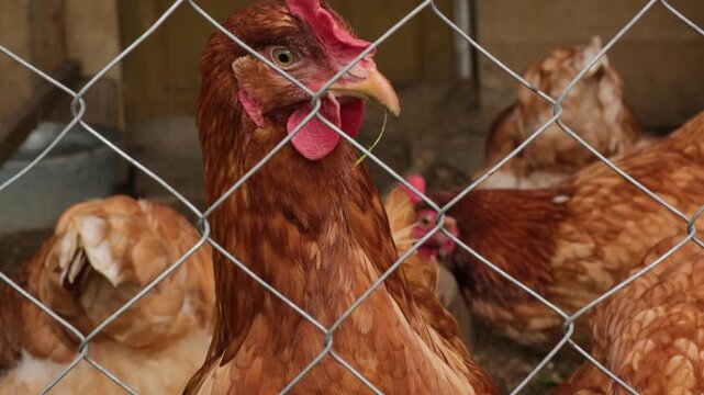 Close-up of curious young brown hen looking at camera behind the corral. Organic chicken farm. Livestock and farming.