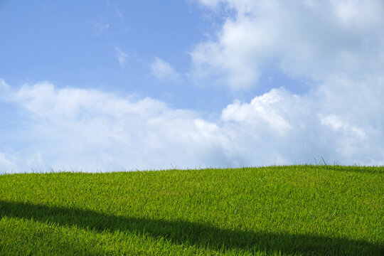 Green grass feild with blue sky and white clouds. Beautiful scenery 