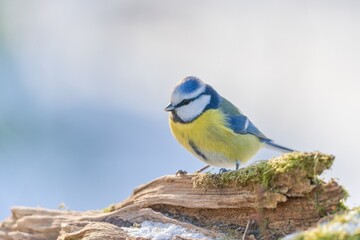 A cute blue tit sits on the braqnch. Closeup portrait of a titmouse.   Cyanistes caeruleus