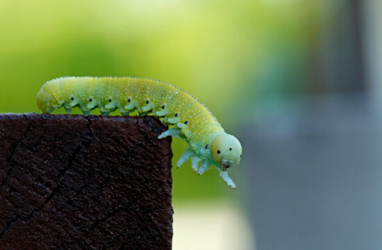 Green small caterpillar crawling on stairs