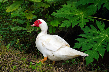 Muscovy duck (Cairina moschata) in garden. Selective focus