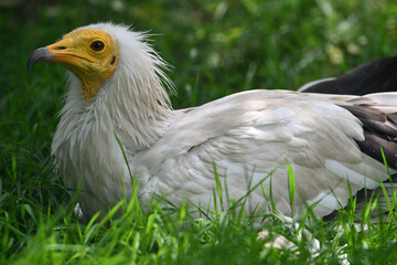 Egyptian vulture portrait animals birds zoo	
