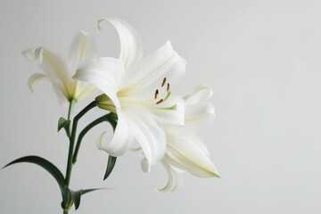 Elegant outline of an lily in serene minimalist style