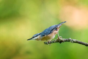 Eurasian nuthatch or wood nuthatch, Sitta europaea.