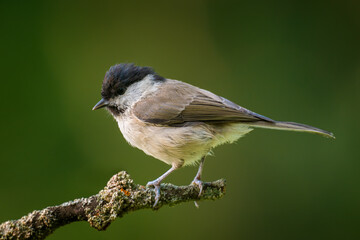 Obraz premium Marsh tit, Poecile palustris.