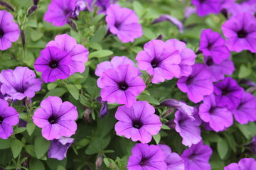 pink and purple flowers