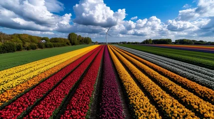 Gordijnen Colorful tulip fields in Netherlands, windmill backdrop © Aventurine
