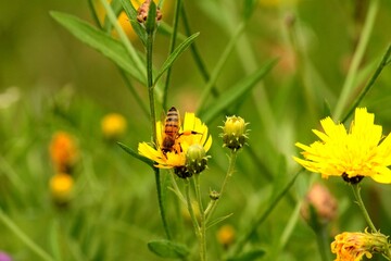 a bee collecting honey on yellow flowers in a meadow
