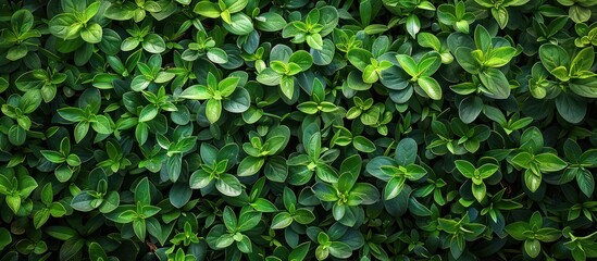 Close-Up of Lush Green Foliage