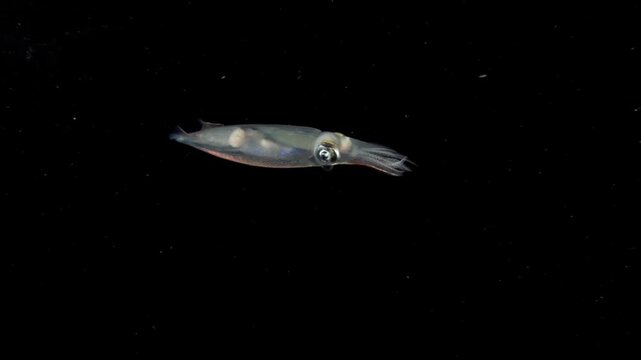 Single Inshore Squid (Doryteuthis sp.) swimming in the blackwater and making a quick U-turn and faces the camera