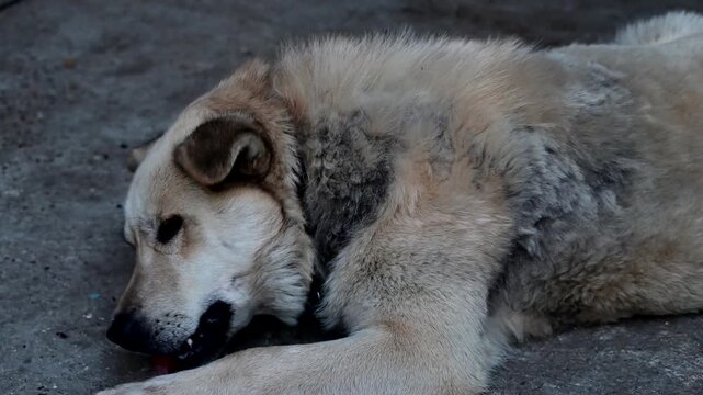 Dog eating raw bloody bones