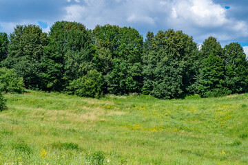 Landscape with field and forest. Summer background with countryside.