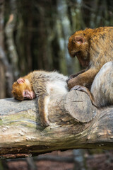 The Affenberg Salem, Monkey Animal Protection park in Salem, Baden-Württemberg, Germany