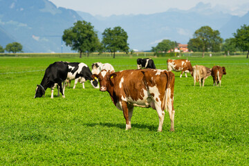 Obraz premium Cattle cow grazing on farmland. Grazing Cows in a Meadow with Grass. Cows Herd on a Grass Field. Mature Cow in a Green Field. Cows Grazing in Natural Pasture. Farm animals. Cows and calves grazing.