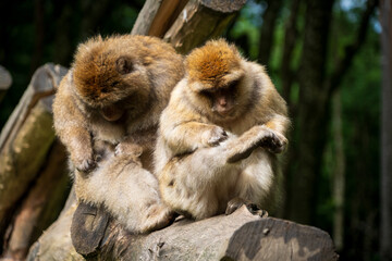 The Affenberg Salem, Monkey Animal Protection park in Salem, Baden-Württemberg, Germany