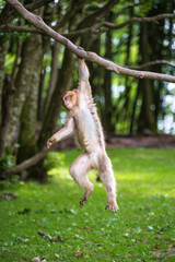 The Affenberg Salem, Monkey Animal Protection park in Salem, Baden-Württemberg, Germany