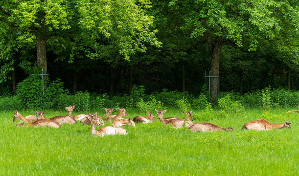 The Affenberg Salem, Monkey Animal Protection park in Salem, Baden-W&uuml;rttemberg, Germany