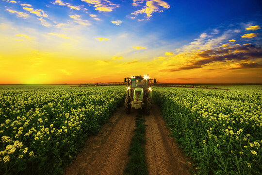 Agricultural pesticide spraying of oilseed rape. Spraying is done at sunset to protect the bees. The bees were returned in this time to the hives.
