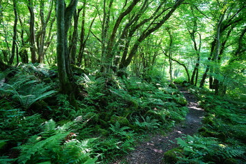 Fototapeta premium spring pathway through mossy rocks and old trees