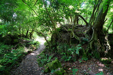 spring pathway through mossy rocks and old trees