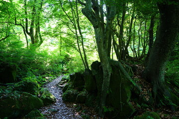 Fototapeta premium spring pathway through mossy rocks and old trees