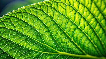 Close up of a vibrant green leaf , nature, close-up, plant, foliage, detail, texture, botanical, environmentally friendly
