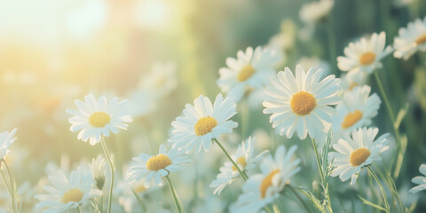 Fototapeta premium Expansive field of daisies under soft sunlight, creating a serene and picturesque scene that highlights the delicate and peaceful aspects of natural beauty.