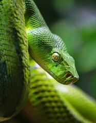 Fototapeta premium Close up view of a dangerous green snake