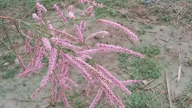 Tamarix aphylla flower with blue sky background.Athel tamarisk flower .Athel flower or Athel pine plant flower
