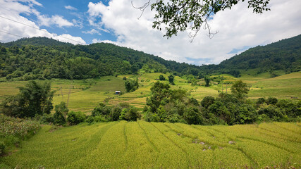 Landscape with green and yellow rice terraced fields and cloudy sky near Sapa  in northern Vietnam
