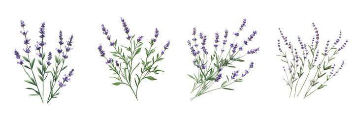 Obraz premium Set of Lavender Sprigs isolated on transparent png background