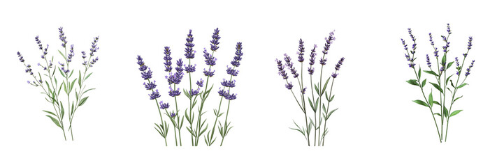 Naklejka premium Set of Lavender Sprigs isolated on transparent png background