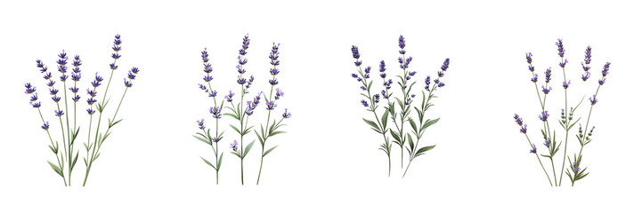Obraz premium Set of Lavender Sprigs isolated on transparent png background