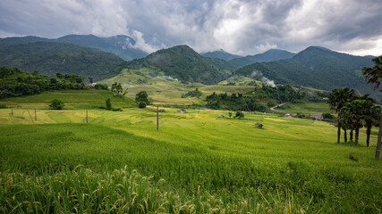 Fototapeta premium Landscape with green and yellow rice terraced fields and cloudy sky near Sapa in northern Vietnam 