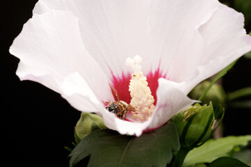 Nahaufnahme  Biene beim Pollen sammeln an Hibiskus Blüte © zeralein