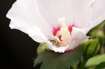 Nahaufnahme  Biene beim Pollen sammeln an Hibiskus Blüte © zeralein