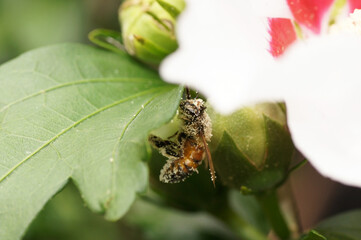 Nahaufnahme  Biene beim Pollen sammeln an Hibiskus Blüte © zeralein