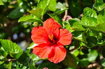 Beautiful red hibiscus. Macro photo of a flower