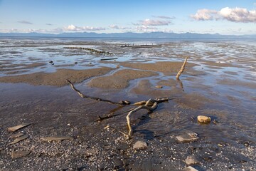 Low tide mudflats of the Firth of Thames,, Miranda, Auckland, New Zealand. The Coromandel Peninsula...
