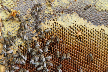 beautiful photos of honeycombs with honey and bees	