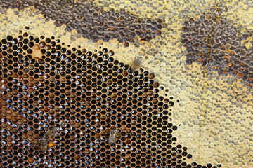 beautiful photos of honeycombs with honey and bees	