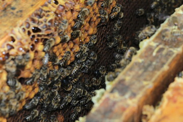beautiful photos of honeycombs with honey and bees	
