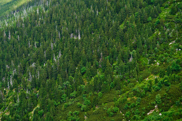 Fototapeta premium Dense forest with lush green trees covering mountain slope. Hiking and adventures in natural wilderness