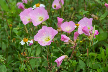 沖縄に咲くピンクのヒルザキツキミソウ, 月見草