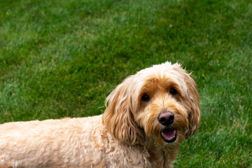 Multigen Goldendoodle