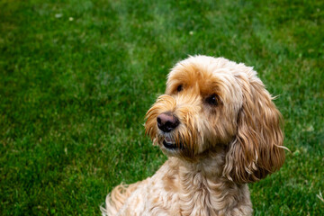 Multigen Goldendoodle
