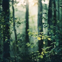 Sunlight filtering through lush green leaves in a forest.