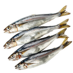 Fototapeta premium Isolated Group of Fresh Anchovies Fish Without Background.
