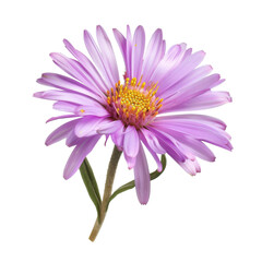 Obraz premium Isolated Purple Aster Flower with Delicate Petals and Green Stem.