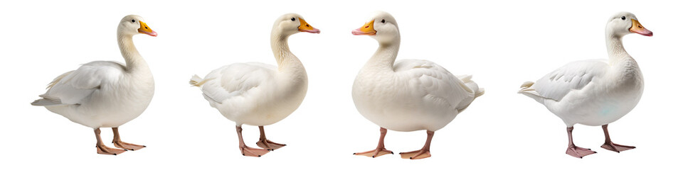 Collection set of white ducks isolated on transparent background